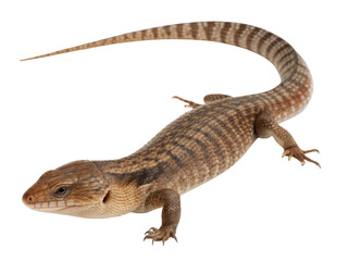 Obraz premium Calm brown striped lizard, an exotic Australian skink reptile with long tail. Full body studio shot isolated on transparent background