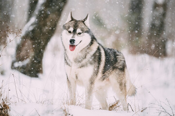 Siberian Husky Dog Walking Outdoor In Snowy Field At Winter Day