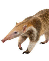 Alert northern tamandua walking with curious expression. Lesser anteater with tan fur and long snout isolated transparency background