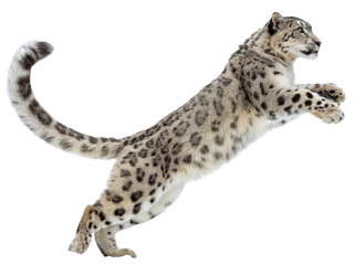 Graceful snow leopard jumping in air. This powerful wild animal, big cat from Asia, looks focused and isolated on transparent background