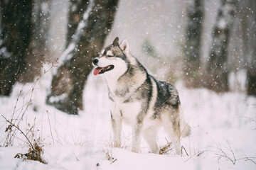 Siberian Husky Dog Walking Outdoor In Snowy Field At Winter Day