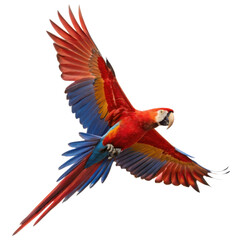 Fototapeta premium Majestic red scarlet macaw bird flying with vibrant wing feather. beautiful wild animal isolated on transparent background for design
