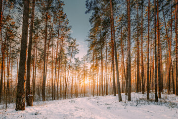 Sunset Sunrise Sun Sunshine In Sunny Winter Snowy Coniferous Forest. Sunlight Through Woods In...