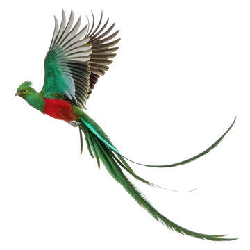 Majestic resplendent quetzal, an exotic bird, flying with grace. Green and red tropical animal flight, isolated transparent background