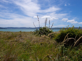 Scenic Eastbourne coast with native flax bush NZ