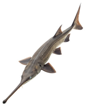 American paddlefish with long snout, unique freshwater aquatic animal. Majestic wildlife creature isolated transparency background