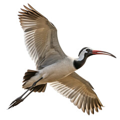 Fototapeta premium Majestic ibis bird flying with spread wing. Graceful wildlife animal in motion isolated on transparent background. Avian symbol of freedom
