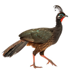 Fototapeta premium Majestic black wild curassow bird walking. Isolated tropical wildlife animal with vibrant feather detail on transparent background