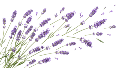 Detailed PNG image of lavender flowers, transparent background, isolated botanical elements