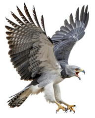Fototapeta premium Fierce grey hawk, majestic bird of prey, in flight with wings spread. An aggressive predator screaming, isolated on transparent background