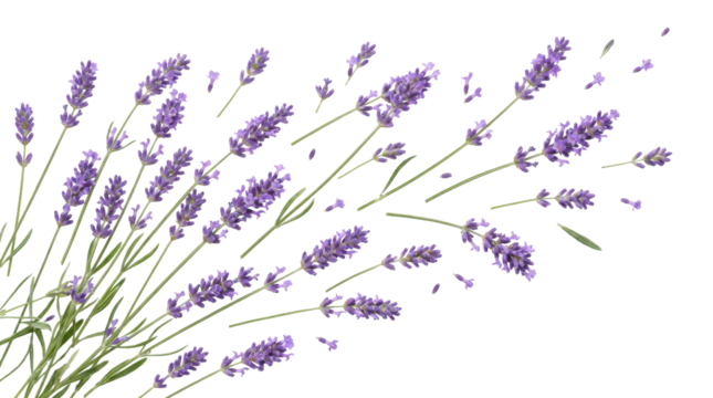 Detailed PNG image of lavender flowers, transparent background, isolated botanical elements