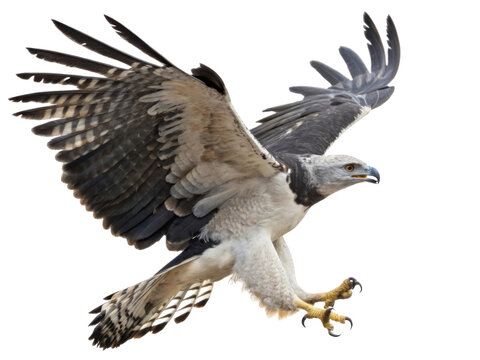 Majestic harpy eagle in flight with wings spread. powerful wild raptor and bird of prey hunting in nature with focused intense gaze