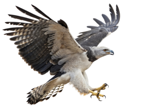 Majestic harpy eagle in flight with wings spread. powerful wild raptor and bird of prey hunting in nature with focused intense gaze