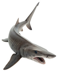 Fototapeta premium Aggressive marine predator shark swimming in deep ocean. dangerous wildlife animal showing sharp teeth with fierce menacing look