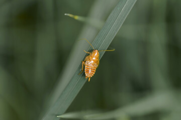 Golden insect's journey up a simple blade of grass during the hot Summer day in the field