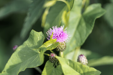 Bursting purple thistle among leaves in the Summer Sunlight of the Meadow