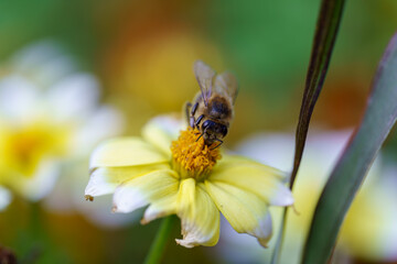 Bee dances on the yellow petals, gathering nectar in the sunny afternoon garden near Lake Geneva