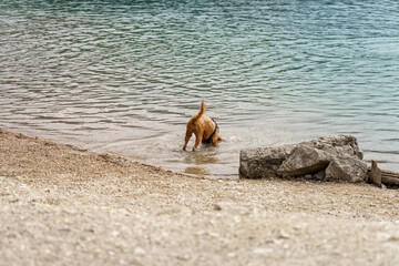 Doggone It, Something's Fishy Here at the Lake, Could be My Bone, or Maybe a Frog is Hiding