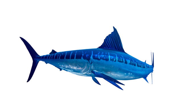 A vibrant blue marlin glides through the dark ocean depths, showcasing its sleek form