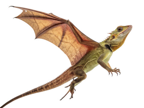Focused flying dragon lizard reptile gliding with spread wing. An isolated cutout of wild animal creature mid air transparency background