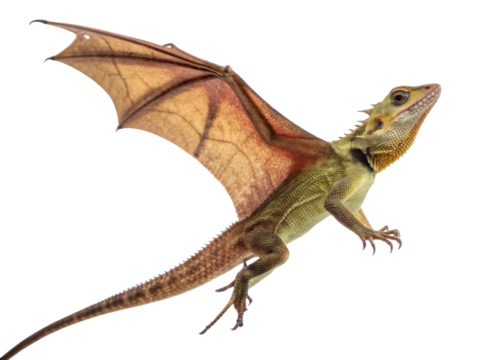 Focused flying dragon lizard reptile gliding with spread wing. An isolated cutout of wild animal creature mid air transparency background