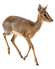 Graceful brown dik dik antelope, small wild animal from Africa. Alert mammal walking, isolated on transparent background for cutout