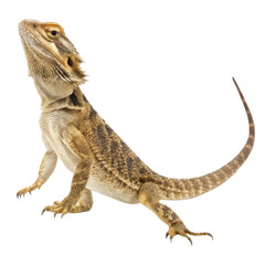 Naklejka premium Curious brown bearded dragon lizard pet posing. This reptile animal stands alert an isolated background looking up with proud expression