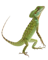 Obraz premium Alert green plumed basilisk lizard reptile standing on hind legs. wild curious animal with long tail isolated on transparent background