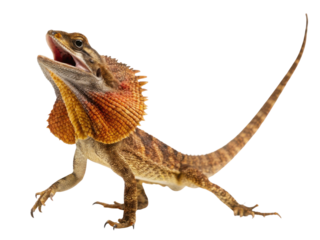 Aggressive frilled lizard reptile with open mouth defense. Wild animal creature isolated transparency background showing orange frill