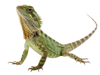 Obraz premium Proud green water dragon lizard, an isolated reptile pet looking up. This alert exotic animal with spiky crest shows curiosity