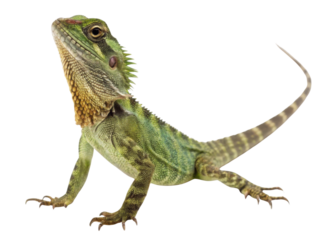 Proud green water dragon lizard, an isolated reptile pet looking up. This alert exotic animal with spiky crest shows curiosity