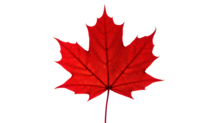 A vibrant, isolated, backlit, red maple leaf against a black background showcasing intricate veins