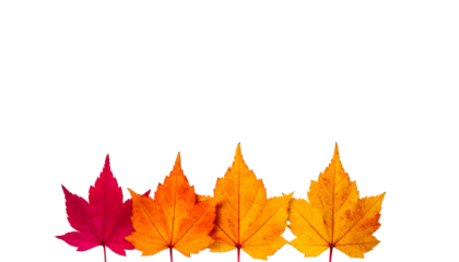Four autumn leaves transitioning in color, arrayed across a dark background