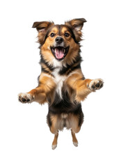 Fototapeta premium Happy dog jumping transparent background cutout png