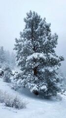 Snow-Covered Pine Tree Standing Tall in a Winter Landscape