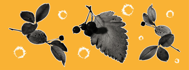 An autumn collage of leaves and berries. Fragments of dried leaves cut from old paper for scrapbook decoration. A vintage plant silhouette cut from a magazine with rough edges. Vector halftone collage