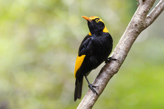 A gorgeously colored male regent bowerbird perches on a branch and looks around alertly against a blurred background at O'Reilly's in Lamington National Park, the Gold Coast in Queensland, Australia.