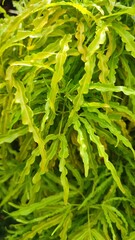Beautiful view of Euodia ridleyi plant