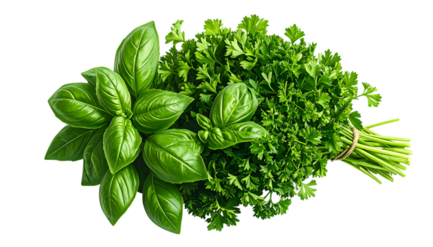 香り豊かな緑のハーブ束｜背景なし・透過PNG・コピースペース