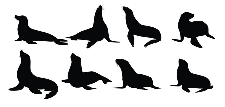  collection of seal silhouettes in various poses illustration