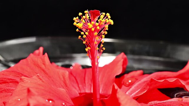 4k video with gradual zoom-in of a red hibiscus floating on the water in a glass bowl, taken from a horizontal angle and indoors in a studio with a black background