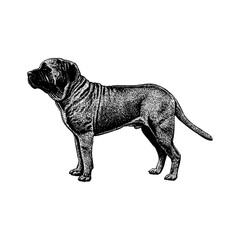 Mastiff dog in a strong side profile stance. The artwork highlights the breed’s massive build, muscular frame, and characteristic wrinkled neck.