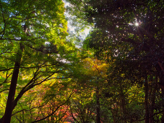 Autumn leaves at Gakuen-ji Temple (Izumo City, Japan)