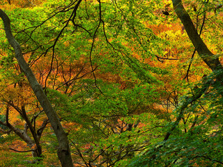 Autumn leaves at Gakuen-ji Temple (Izumo City, Japan)