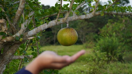 A large, round, green fruit (possibly a Calabash) hanging from a tree branch, with an outstretched hand beneath it