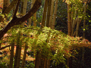 Autumn leaves at Gakuen-ji Temple (Izumo City, Japan)