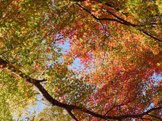 Autumn leaves at Gakuen-ji Temple (Izumo City, Japan)