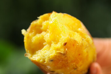 Fresh Cooked Japanese Kintoki Sweet Potato in Hand - Golden Yellow Flesh Close-up