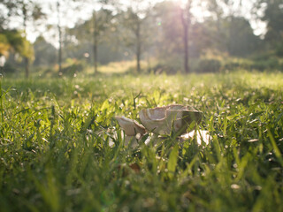 Coconut perfume water mixed with wild honey in a glass on a wooden floor in the grass warm morning light.