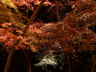 Autumn leaves at Gakuen-ji Temple (Izumo City, Japan)